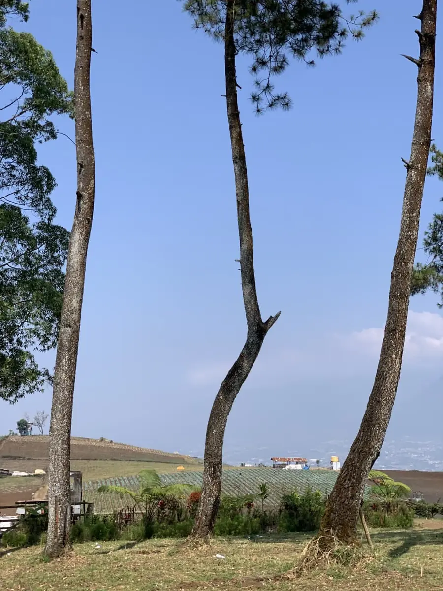 Pepohonan dan lahan pertanian di Bukit Jengkoang